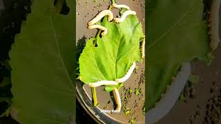 The Process Of Making Silk From Silkworm 😳 [upl. by Melvyn]