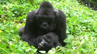 RARE FOOTAGE  Silverback Mountain Gorilla Mating in Bwindi Impenetrable Forest [upl. by Orelie184]