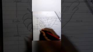 how to draw longitudinal flower step by step drawing art educationalvideo [upl. by Bruning]