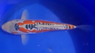 Shusui  Marusei Koi Farm  Nisai geb 2022 ca 50cm w RS KOI amp COLONIA KOI SELECTION [upl. by Noled]