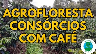 Café Agroflorestal  Agrofloresta com Café  Consórcios na Agrofloresta com Café [upl. by Onitnelav]