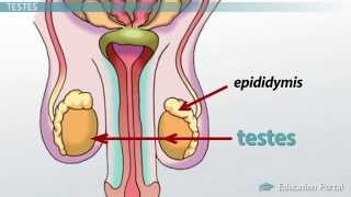 Male Reproductive System Functions Organs and Anatomy [upl. by Assele475]