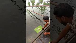 😍 Fish feeding in pond  Vaikom temple shorts fish [upl. by Sedgewick]