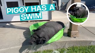 Pig Cools Off In Paddling Pool  ViralHog [upl. by Natassia]