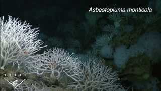 Four new species of carnivorous sponges Adapting to life in the deep sea [upl. by Francyne200]