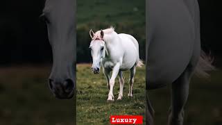 Meet the World’s Most Expensive Horses Worth Millions” 🐎💰 [upl. by Ariay811]