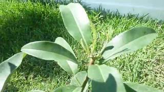 Hasya Sapodilla tree  Part 1 [upl. by Nerot]