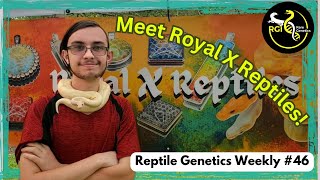 Meet The 16 Year Old Python Breeder Royal X Reptiles  RGW Ep 46 [upl. by Ynomrah]