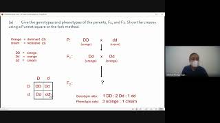 Problem Set  Monohybrid Crosses or Crosses with One Gene Pair [upl. by Garrick865]