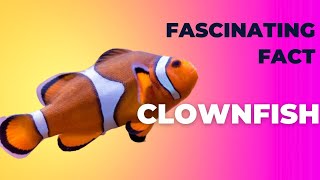 Clownfish The Ultimate Guide to These Amazing Fish [upl. by Ylecic]