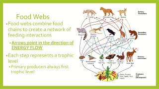 Ecology trophic levels [upl. by Reemas]