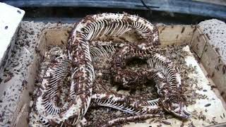 Boa Constrictor eaten by Flesh eating beetles [upl. by Ober]