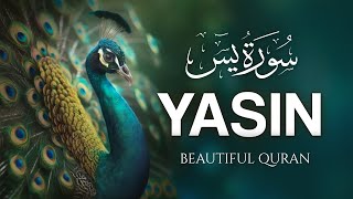 Surah Yasin Yaseen سورة يس  Amazing Voice Quran Recitation  Zikrullah TV [upl. by Rosalie]