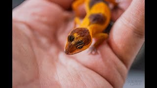 2018 Leopard Gecko HATCHLING UPDATE [upl. by Anyahc608]