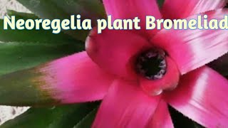 How to propagate Neoregelia plant best potting mix Bromeliad plantgardening vlog [upl. by Gardiner]