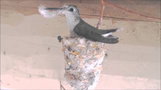 Hummingbird Building Nest Hummer Helper Nesting Material SE7021 [upl. by Sairahcaz]