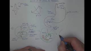 0802 Rotation of stomach and its mesenteries [upl. by Peirce]