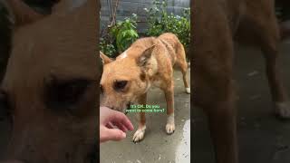 Rescued Dog Was Too Scared To Come Inside Until  The Dodo [upl. by Aseen]