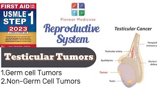 USMLE step1Testicular Tumors from first aid Reproductive system path UrduHindi [upl. by Jea]