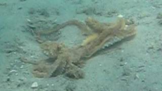 Octopus mating at Blue Heron Bridge [upl. by Kern887]