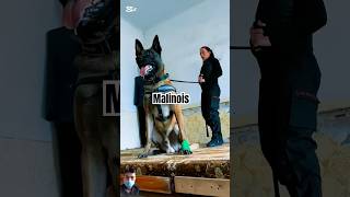 Malinois bảo vệ chủ nhân khỏi kẻ xấu dog malinois becgie malinoi belgianmalinois doglover k9 [upl. by Eihtak566]