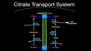 Biochemistry Citrate Transport System CitratePyruvate Shuttle Pathway [upl. by Remmer]