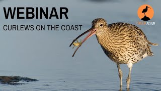 Webinar Curlews on the coast [upl. by Iand499]