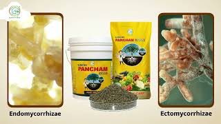 Enhance Plant Growth with Dr Bactos Pancham Gold Granule  mycorrhiza pancham granuals [upl. by Adalbert574]