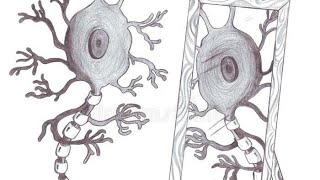 Cells of the nervous system part 12  Neuronal cells [upl. by Demott]