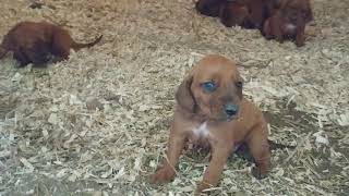 Barking growling 25 week REDBONE COONHOUND PUPPIES [upl. by Ecilahs]