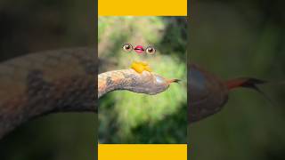 Snake with blue eyes gartersnake shedding snake wildlife educational [upl. by Euqinor]