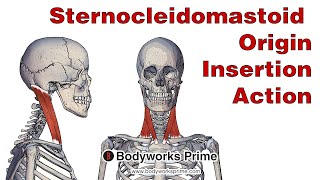 Sternocleidomastoid Anatomy Origin Insertion amp Action [upl. by Eeclehc]