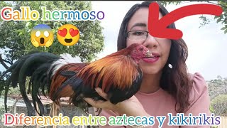 Nuevos integrantes en el gallinero gallo fenix bantam y gallina azteca kikirikis vs azteca [upl. by Ambrogino]