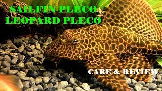 Sailfin Pleco  Leopard Pleco  Clown Pleco  Pterygoplichthys Gibbiceps [upl. by Rimidalv]