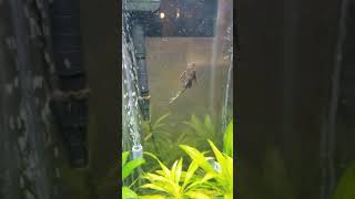 a working pleco cleaning tank shorts [upl. by Ennaegroeg]