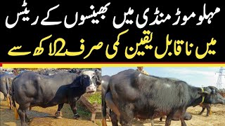 Malumor Mandi Jhang Today  Buffalo Fresh Rates Update  Buffalo Mandi 2024 [upl. by Dlared]