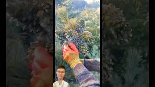 Harvesting pine cones from above sonasmr [upl. by Clute]