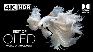 4K HDR 60 FPS  OLED Dolby Vision 4K Video [upl. by Legnaleugim380]