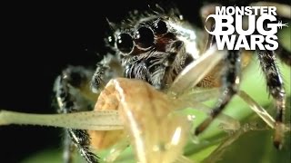 Tiger Jumping Spider vs Yellow Jumping Spider  MONSTER BUG WARS [upl. by Resa]