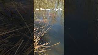 in the woods pt 5 music cover live onedirection song art synthwave funny love lyrics [upl. by Spearing216]