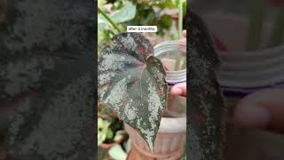 Plant propagation ExperimentBegonia leaf cuttings propagation in watertagal din nagkaroon ng shoot [upl. by Adnala513]