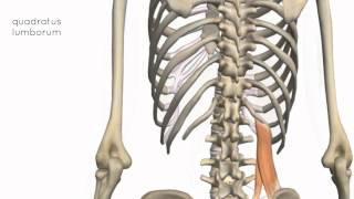 Muscles of the Posterior Abdominal Wall  3D Anatomy Tutorial [upl. by Ycam]