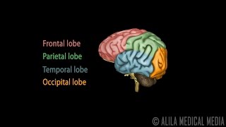 Neuroscience Basics Human Brain Anatomy and Lateralization of Brain Function 3D Animation [upl. by Nosneh]