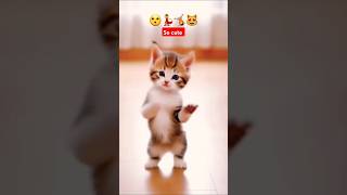 🥰💃Soo cute kitten cute kitten kitty dance newviralvideos catdancer shortfeed [upl. by Boycey823]