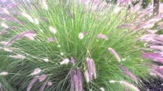 Pennisetum setaceum  Fountain Grass [upl. by Sibel]