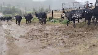 Buen día tenemos de agua para el campo [upl. by Pompea568]