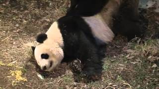 Mating pandas off to good start Tokyo zoo [upl. by Briano445]