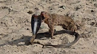 Mongoose vs Cobra SnakeUltimate Wild Fight [upl. by Rohn]