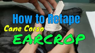 How to tape an ear crop on a Cane Corso  SunSol CANE CORSOS  Cedar Creek TX [upl. by Sirrap123]