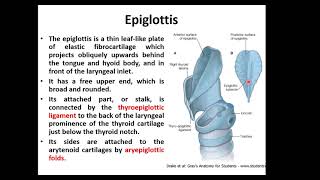 Anatomy of the Larynx [upl. by Yromem794]